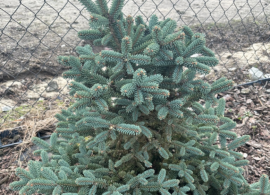 scale_1200 (3)